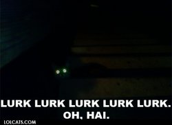 Lurk cat.jpg