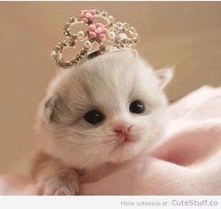 kitten-princess3.jpg