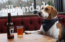 BEER-DRINKING-DOG.jpg