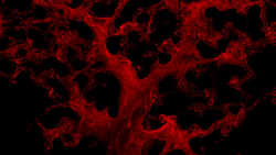 abstract-red-blood-cells-isolated-on-black-background_epkmoo7px__F0007.png