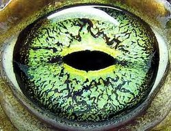 toad green eye.jpeg