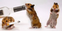 Rat Smoking Funny Wallpapers.jpg