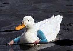 duck-with-oars-300x209.jpg