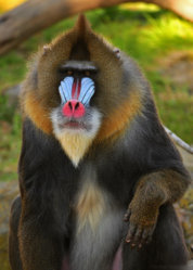 mandrill1.jpg