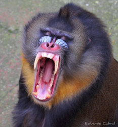 Mandrill - angry.jpg