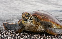 Leatherback-Green-Turtle.jpg