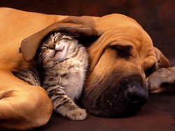 cats_sleeping_with_dogs_21.jpg