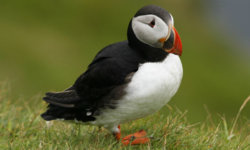 puffin.jpg